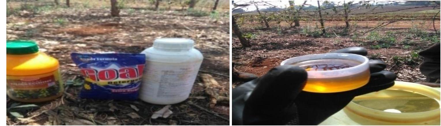 (PDF) Occurrence and Evaluation of Insecticides for Control of Coffee ...