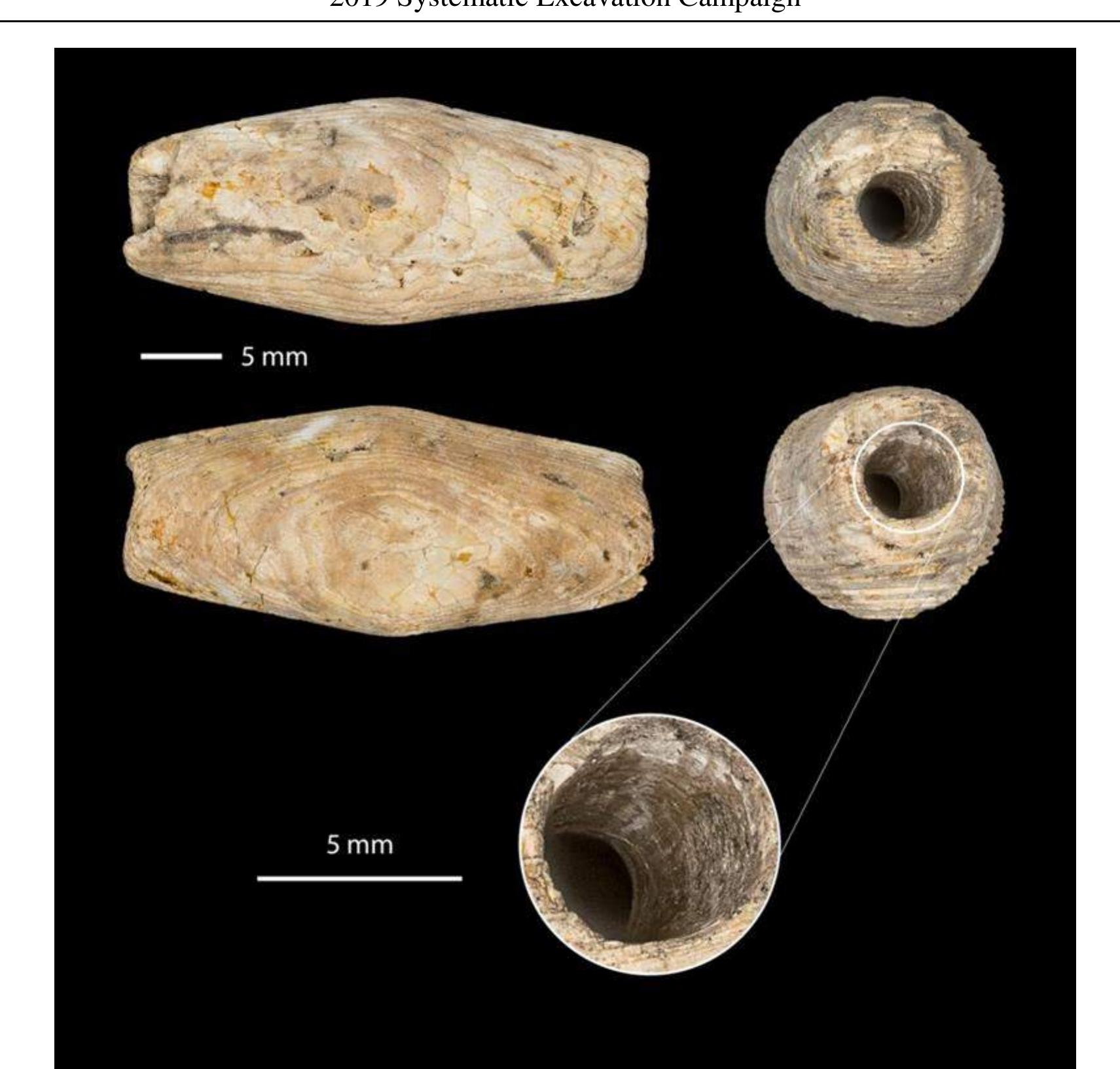 Fig. 5. The Spondylus gaederopus Linnaeus, 1758 bead from Tartaria - Gurca Luncii site (Saliste Commune, Alba County), dated between Early Neolithic and Late Neolithic, in the Vinéa culture. 