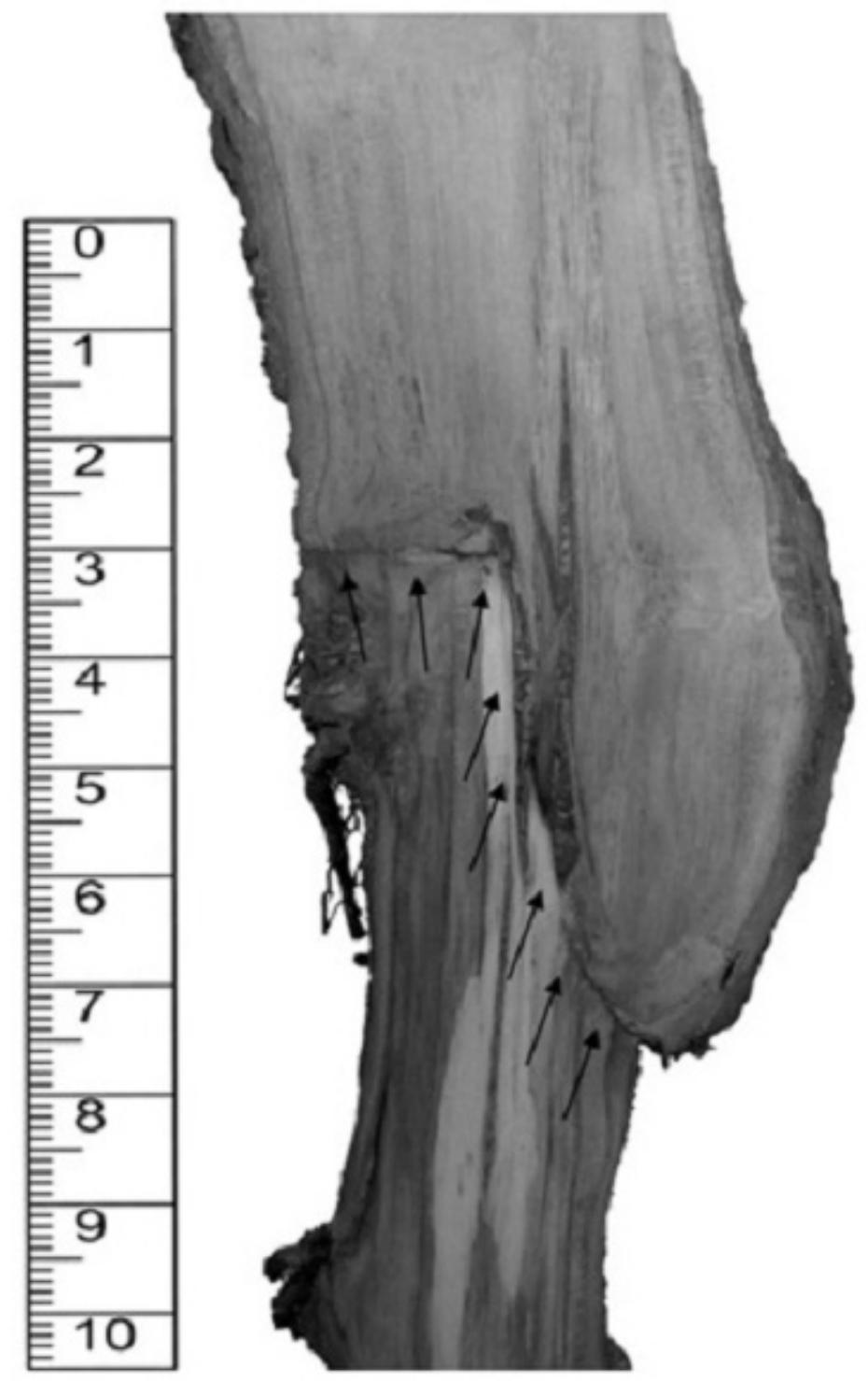 Translocated Incompatibility (PDF) Graft Compatibility Between European Pear Cultivars and East ...