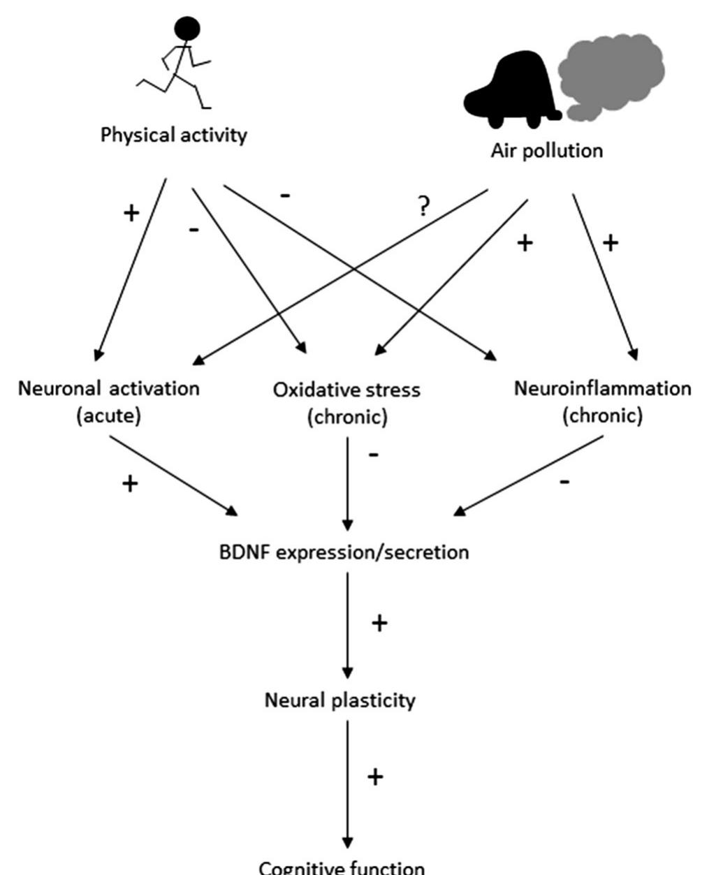 (PDF) Physical Activity, Air Pollution and the Brain