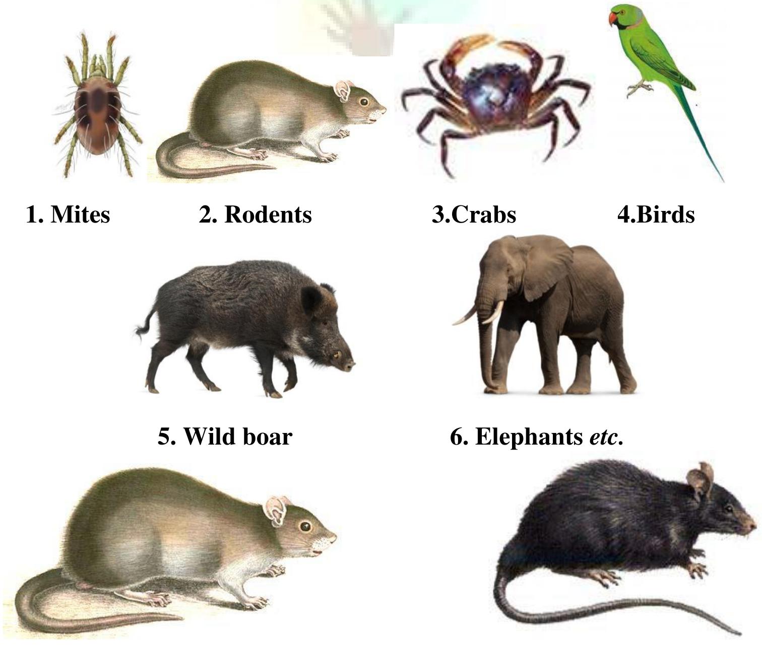 (PDF) Non-Insect Pests and Their Management