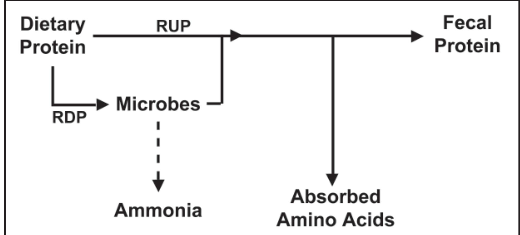 Protein Flow Schematic of protein and nitrogen flows in the digestive