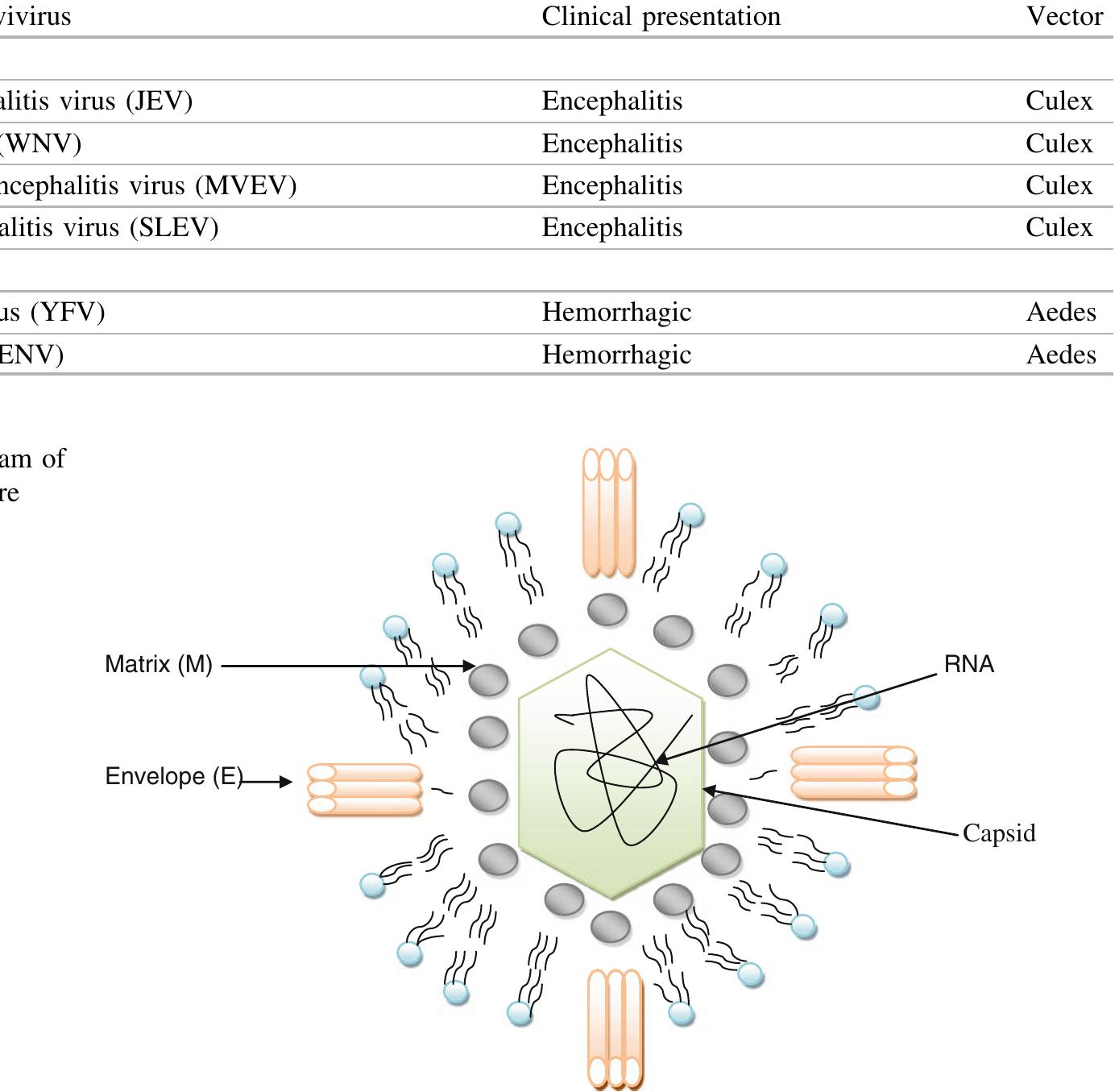 Lies Rearranged 5 flow diagram depicting complex pathogenesis of severe