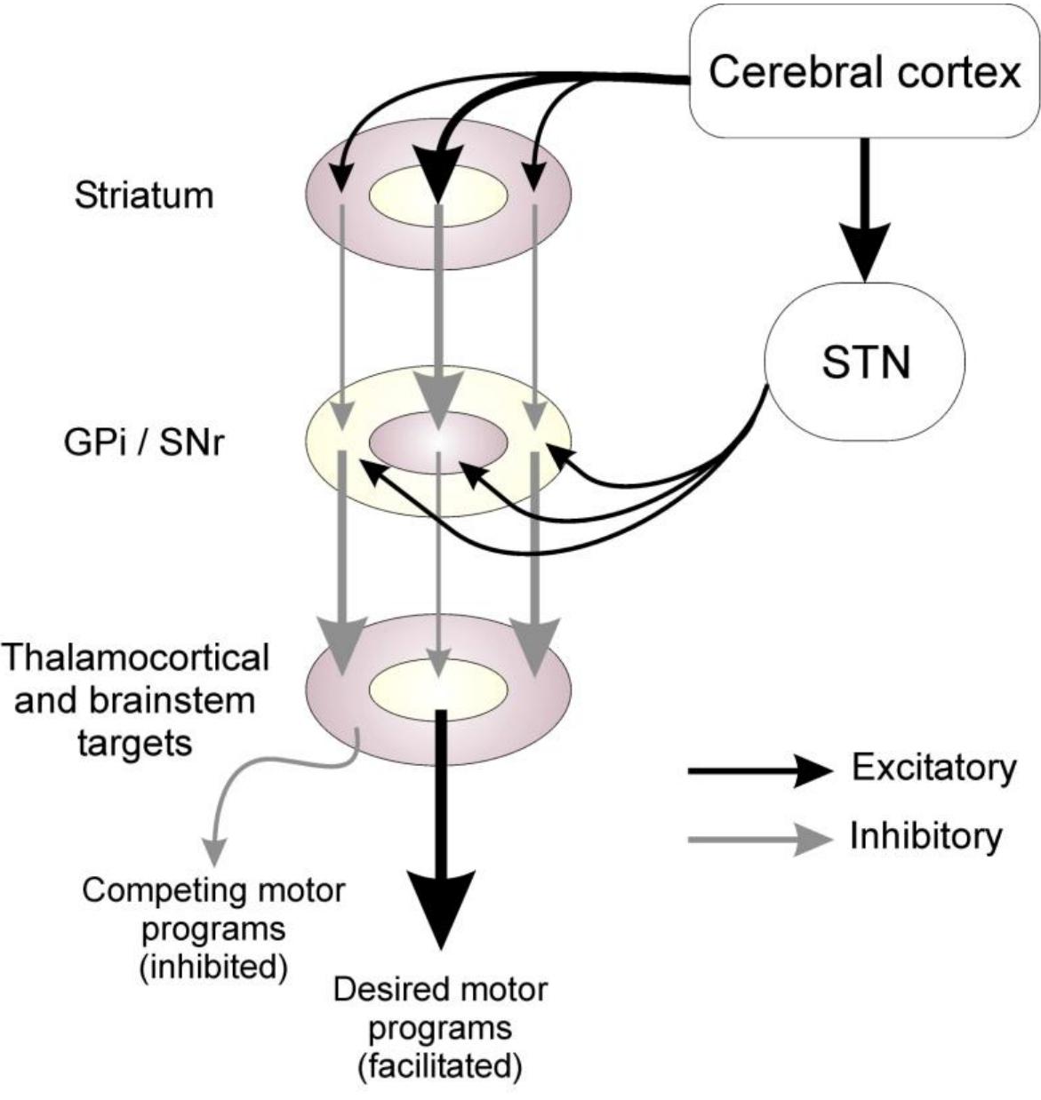 PDF) Oscillatory Activity in the basal ganglia of Patients with
