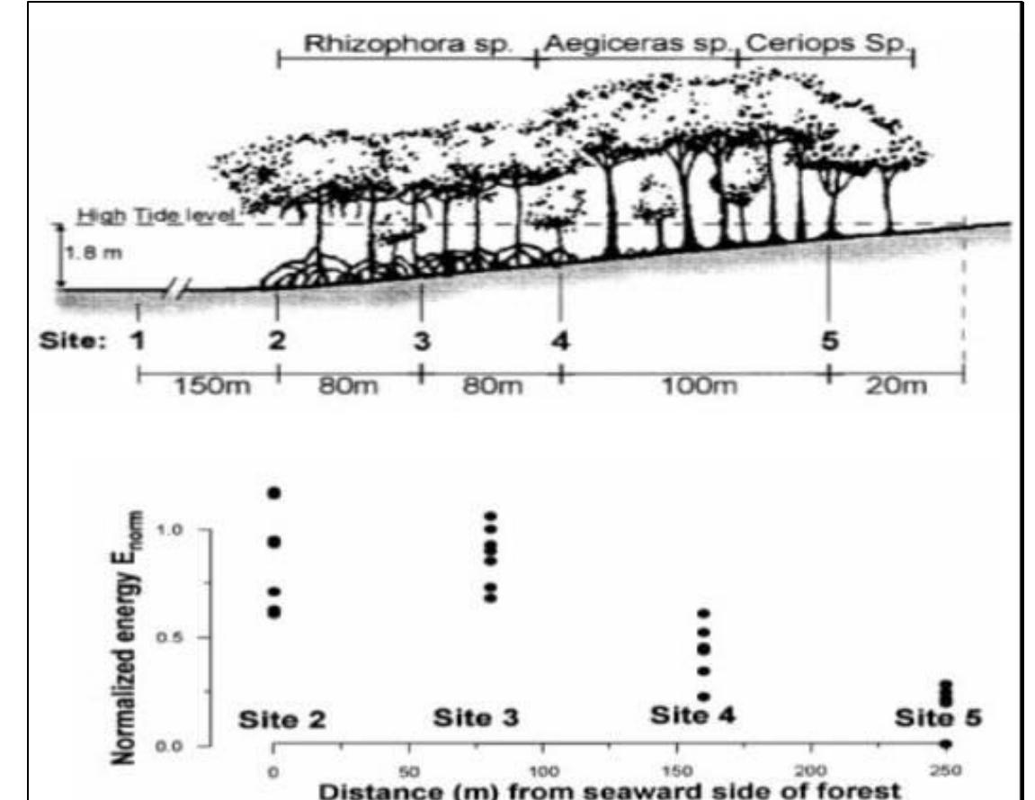 Wave attenuation by mangrove forest fig. 21 is a schematic