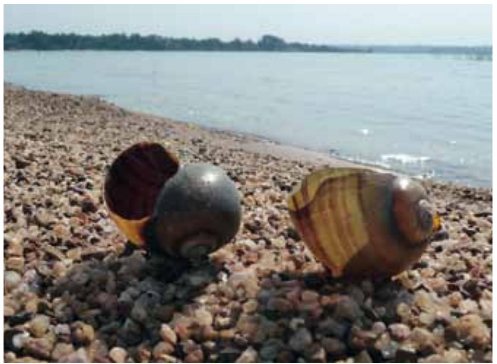 Freshwater Shellfish In Victoria (PDF) Freshwater biodiversity in the Lake Victoria Basin