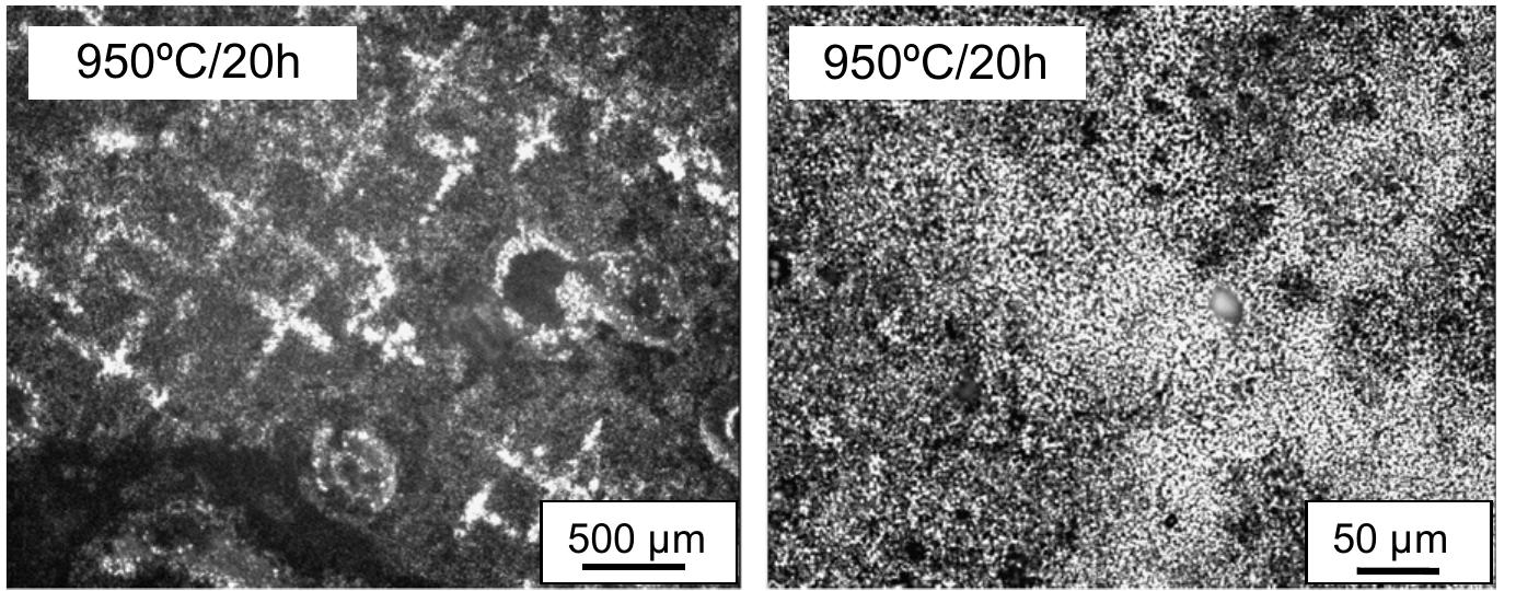 Cross section micrographs after 10 min at 950 °c (fig. 9)