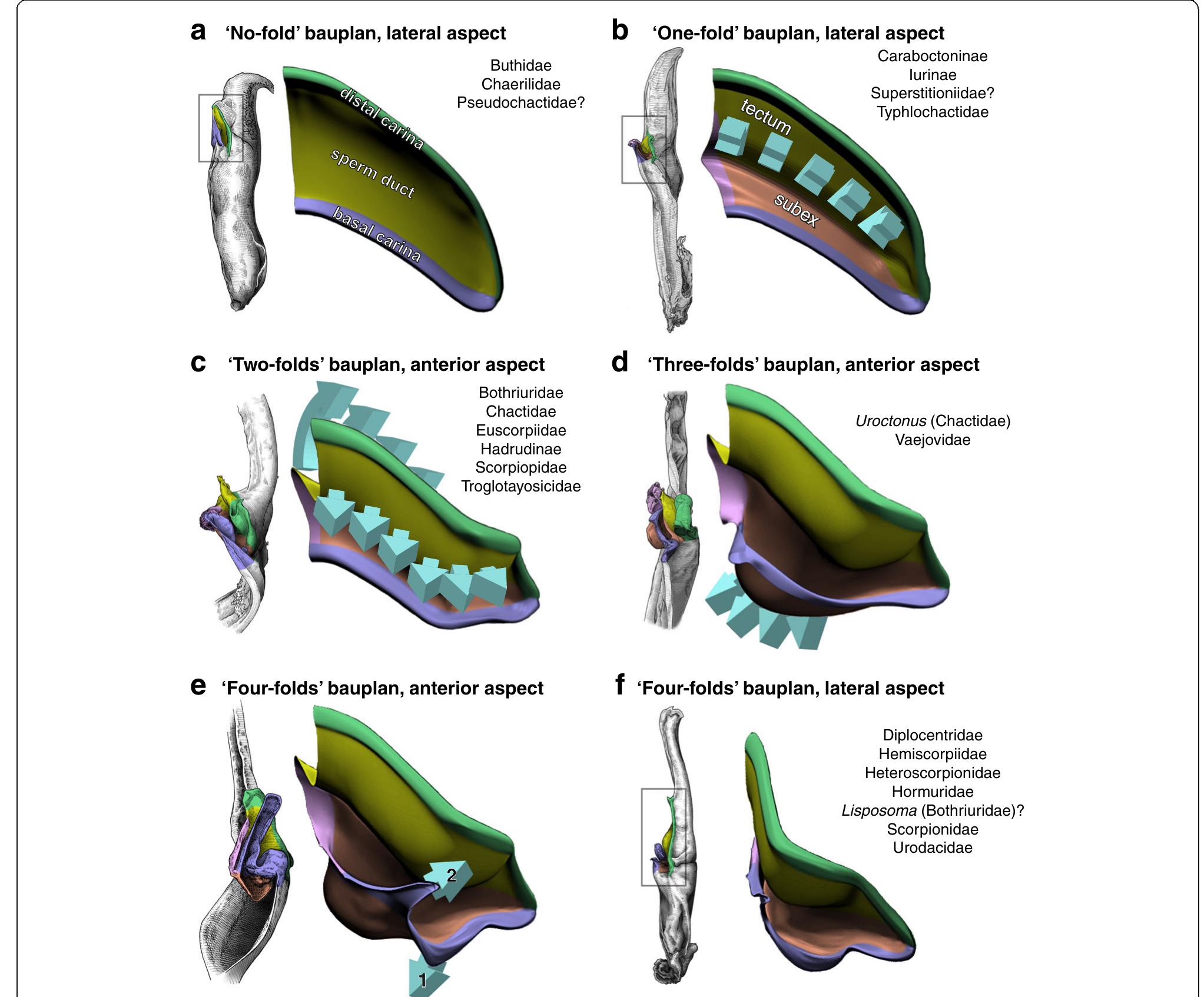 Techtum Pattern Bauplans and folding processes of the hemispermatophore