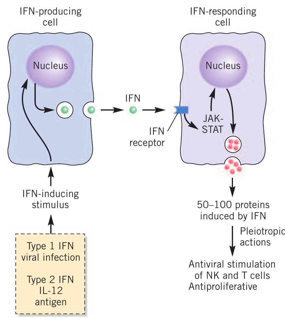 4 an overview of the interferon system. a number of