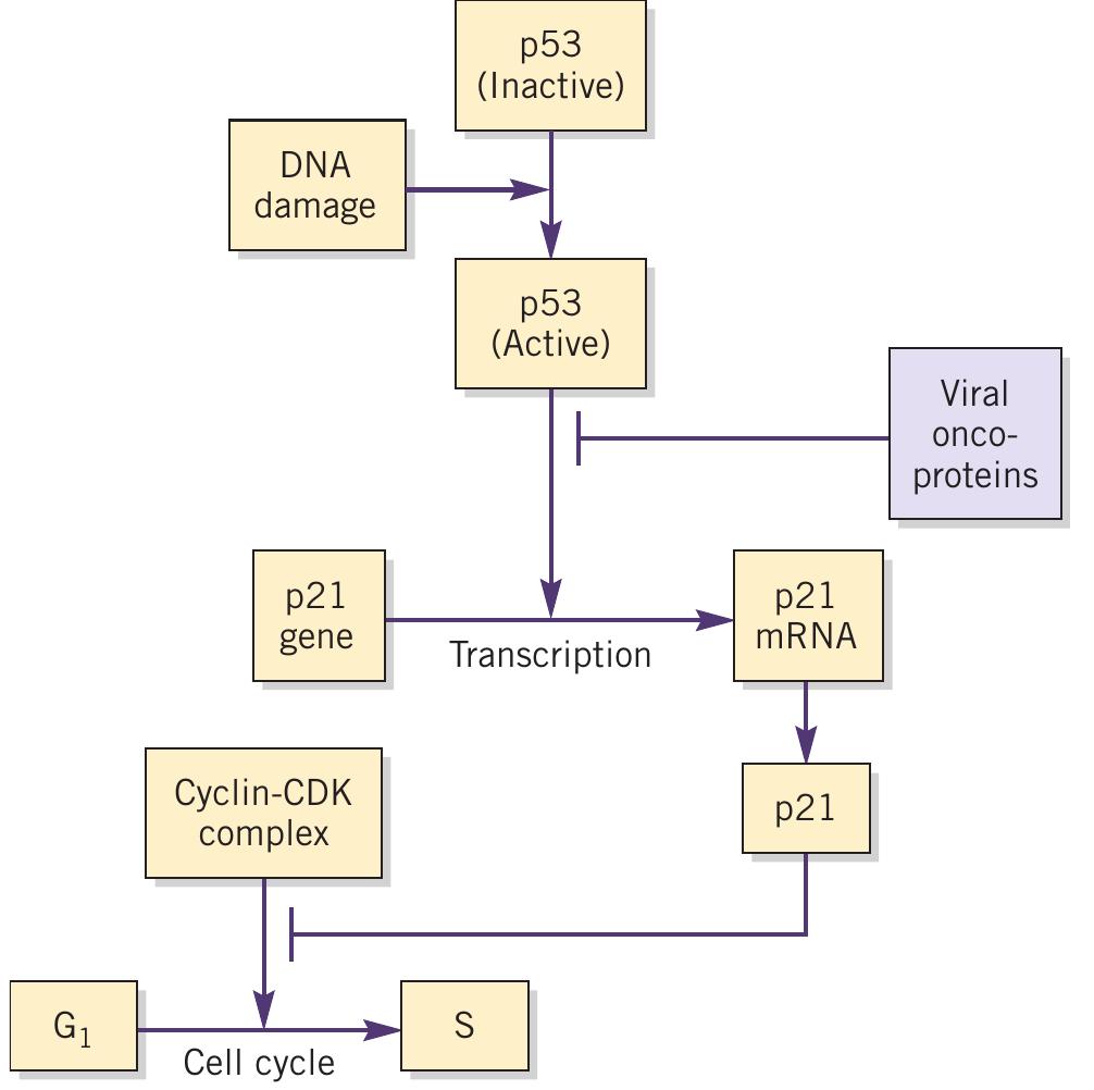2 the action of the p53 protein and the effect of viral