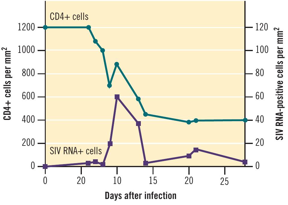 4 virus replication and depletion of cd4+ lymphocytes in the