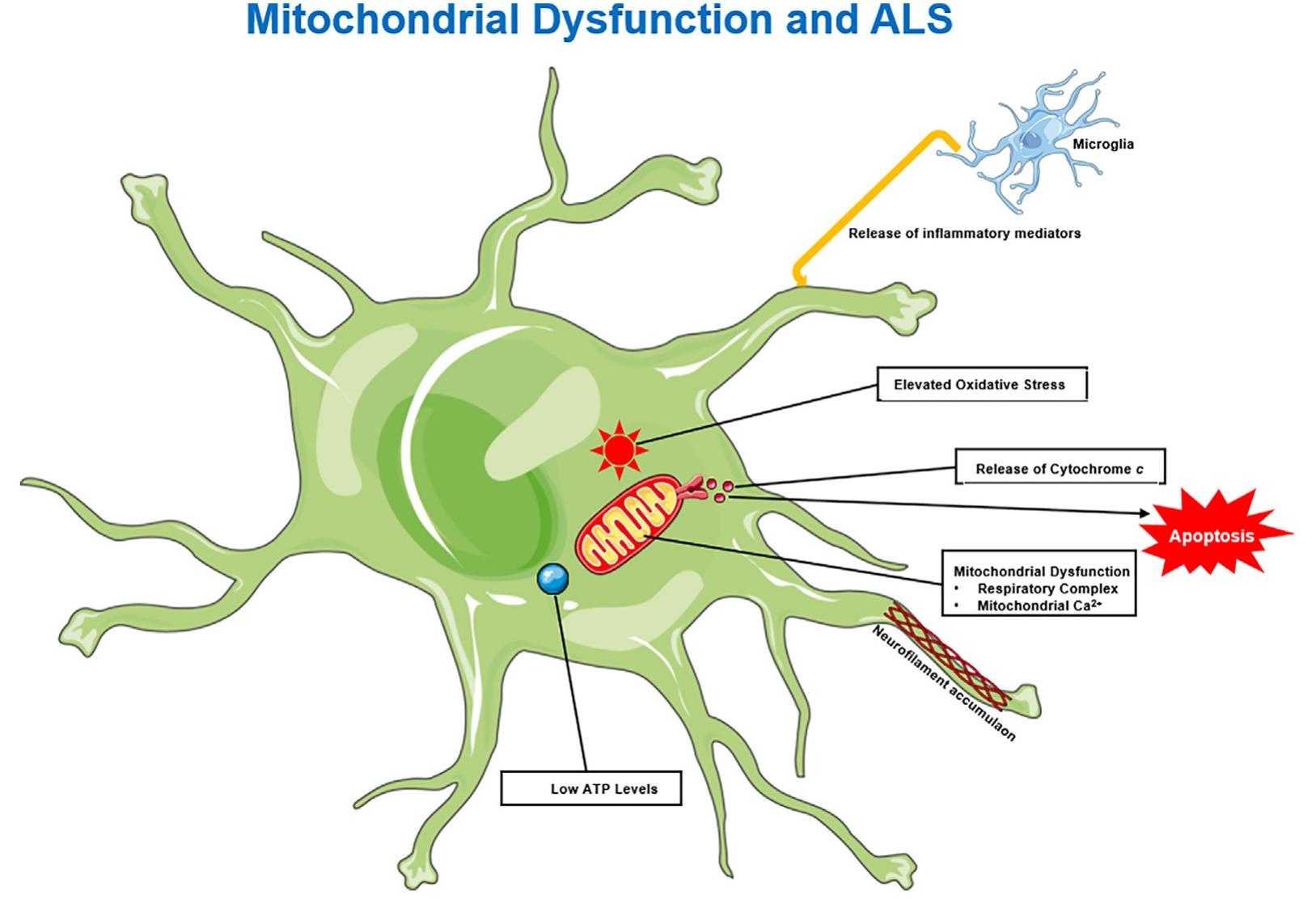 (PDF) Amyotrophic lateral sclerosis (ALS) and the endocrine system: Are ...