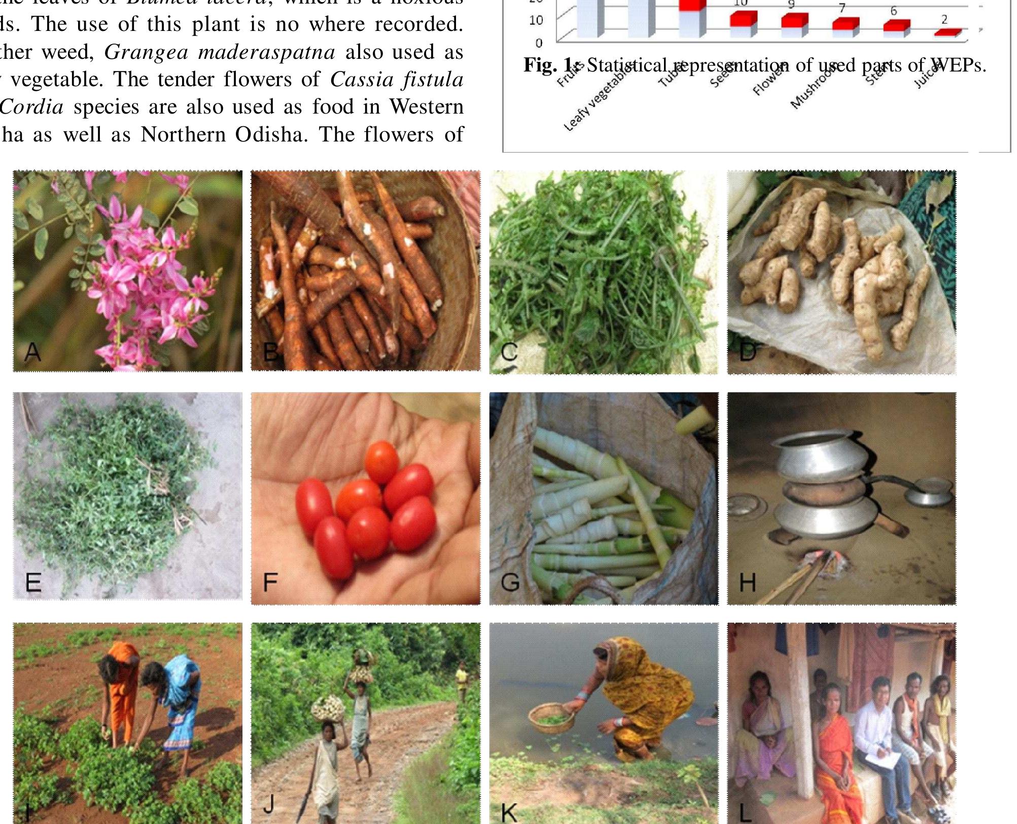 (PDF) Ethnobotanical Study of Wild Edible Food Plants Used by the ...