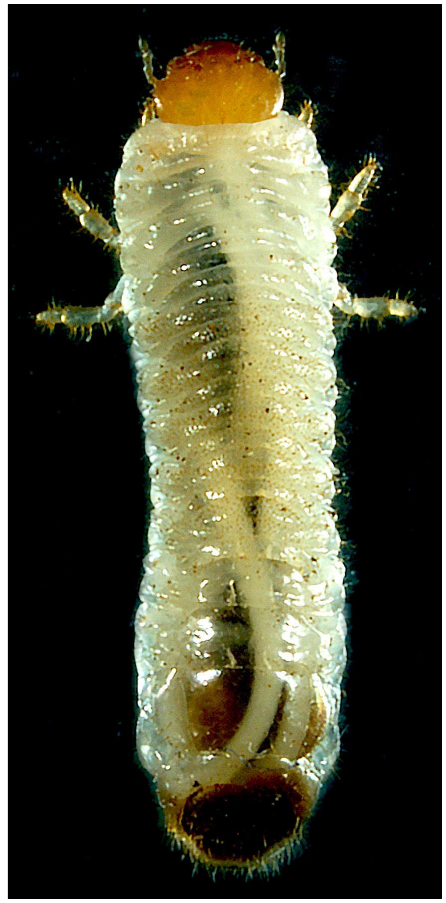 (PDF) Hexamermis popilliae n. sp. (Nematoda: Mermithidae) parasitizing ...