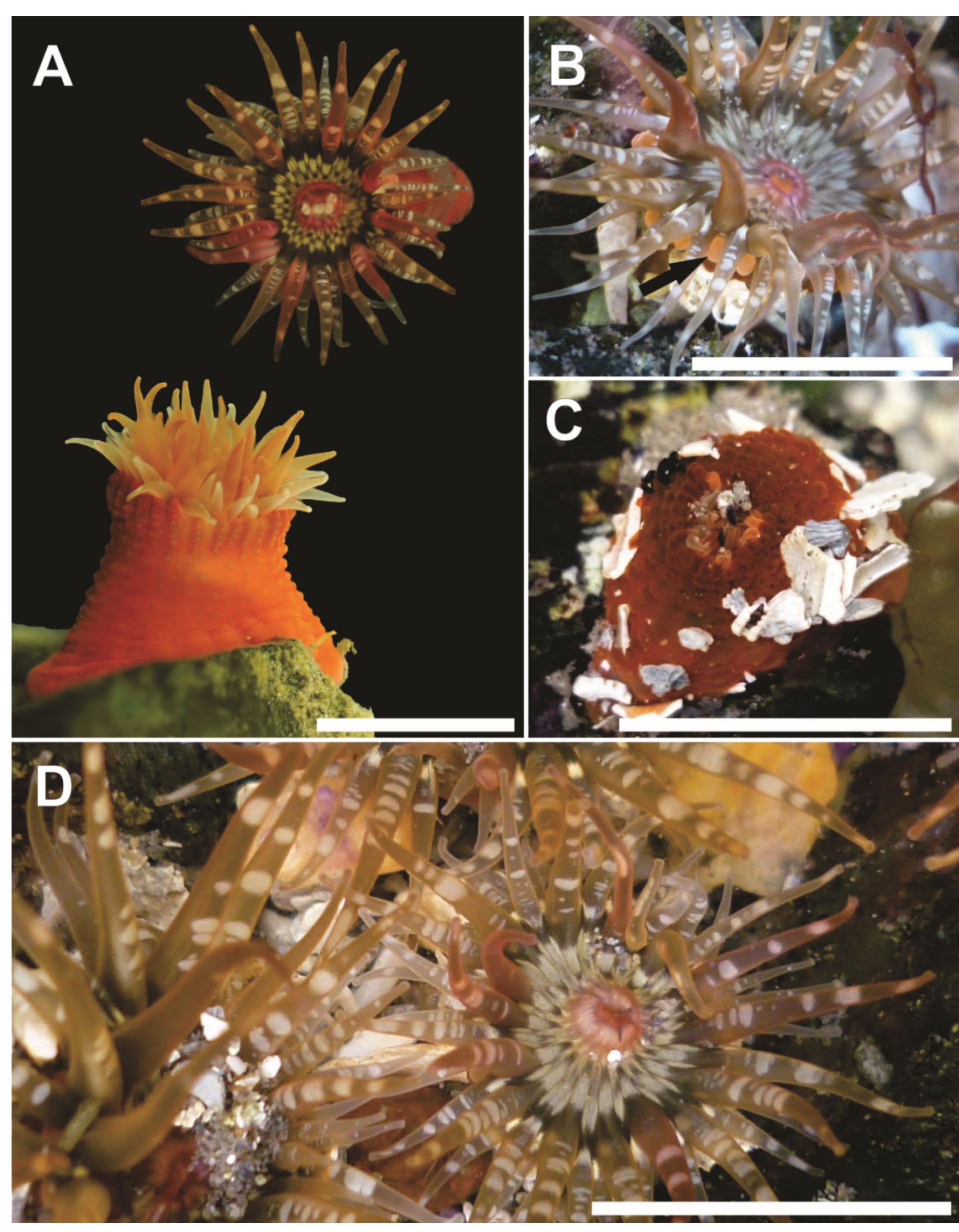(PDF) Anthopleura radians , a new species of sea anemone (Cnidaria ...