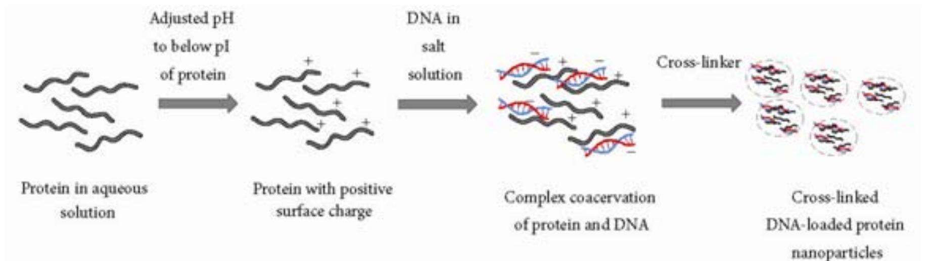 »7. Complex coacervation method procedure and complex binding to DNA strand to form crosslinked nanoparticles. Reproduced from Warangkana Lohcharoenkal, Liying Wang, Yi Charlie Chen, and Yon Rojanasakul. Protein nanoparticles as drug delivery carriers for cancer therapy. BioMed Research International. 2014: article ID 180549, 12 pages. http://dx.doi.org/10.1155/2014/180549 (reference [6]) under a Creative Commons Attribution 3.0 Unported (CC BY 3.0) license. 