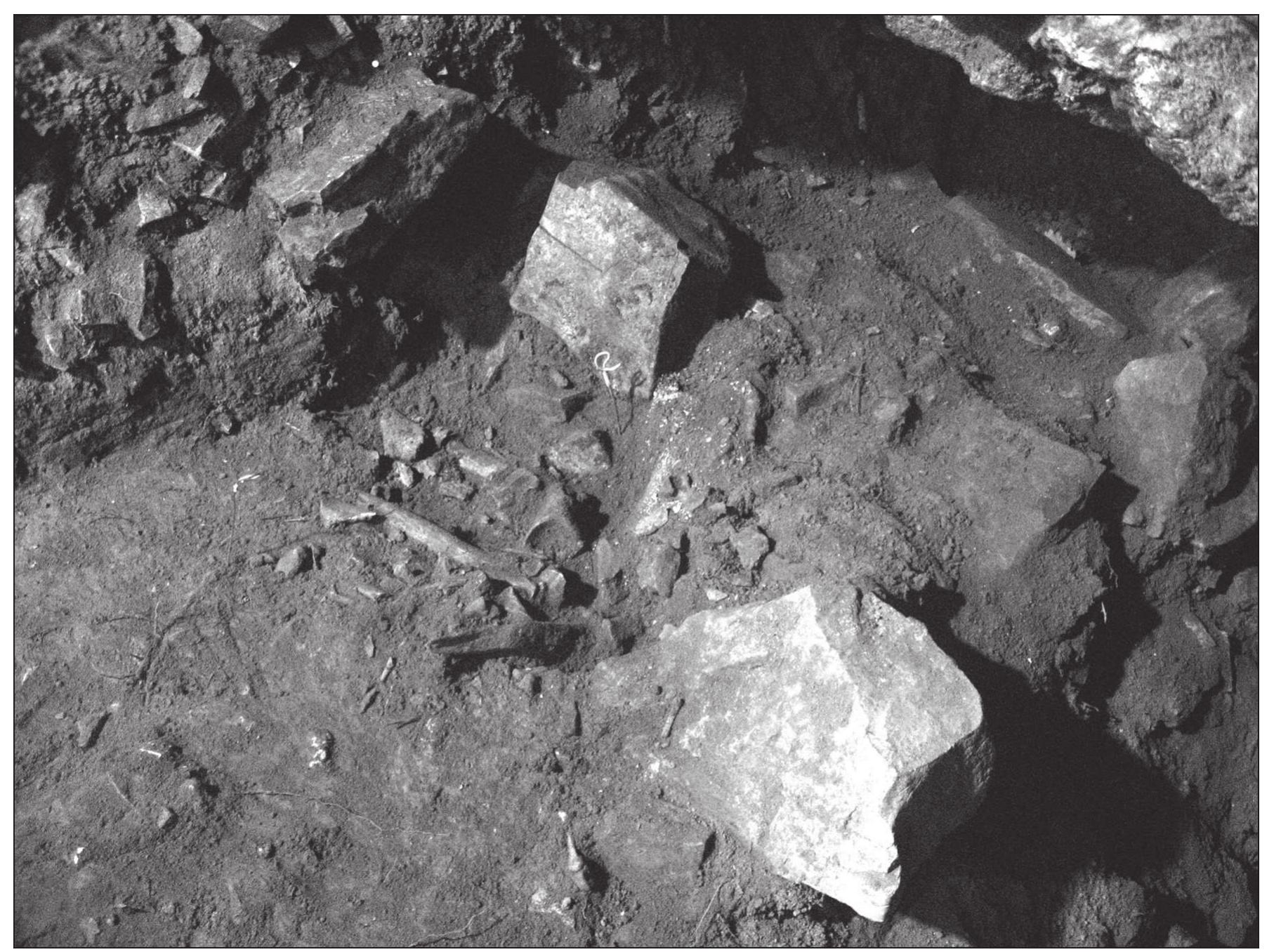 Figure 14.5: Deposit of human and animal bones, pottery and large stones near cave wall. Neolithic layers of Mala Triglavca 