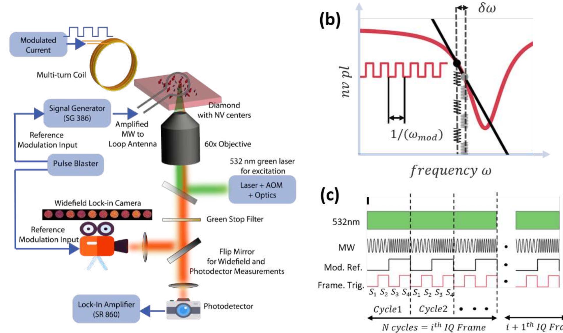 (PDF) Lock-in Detection based Dynamic Widefield Magnetometry using ...