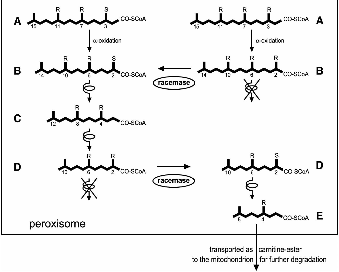 (PDF) Stereochemistry of the peroxisomal branched-chain fatty acid ...