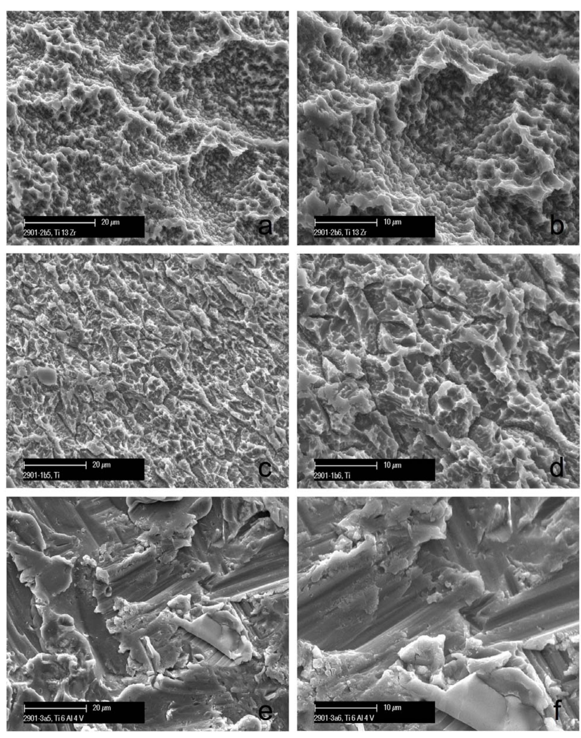 Scanning electron microscope images showing the surface