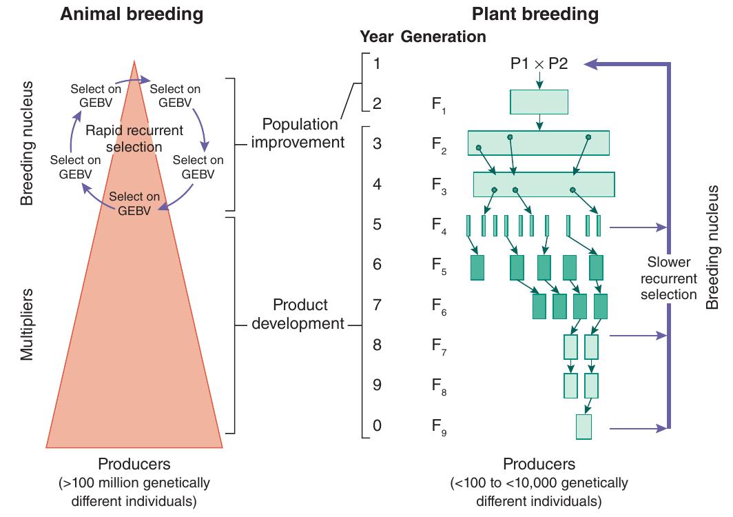 (PDF) Genomic prediction unifies animal and plant breeding programs to ...