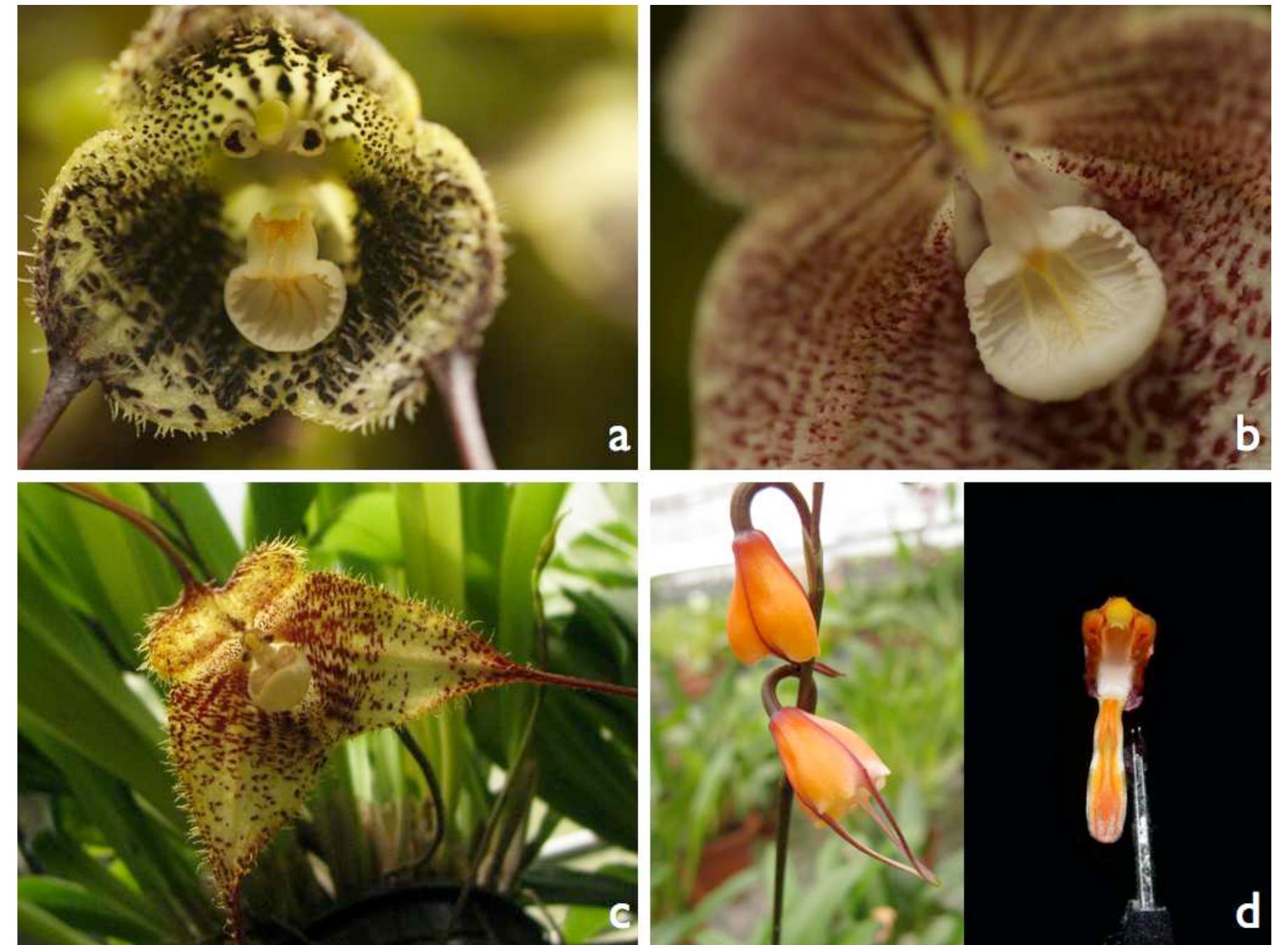 Labellum Insects (PDF) Pollination Biology of the Mushroom-Mimicking Orchid Genus Dracula