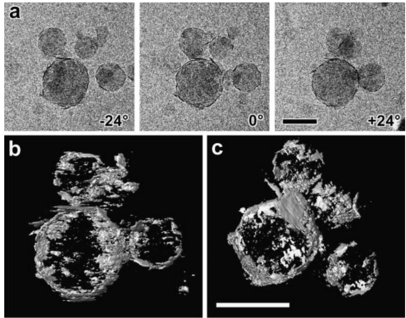 Tem Axis (a) three cryo-tem images taken from a tilt series recorded
