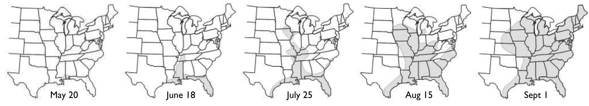 Spread of southern corn leaf blight (helminthosporium