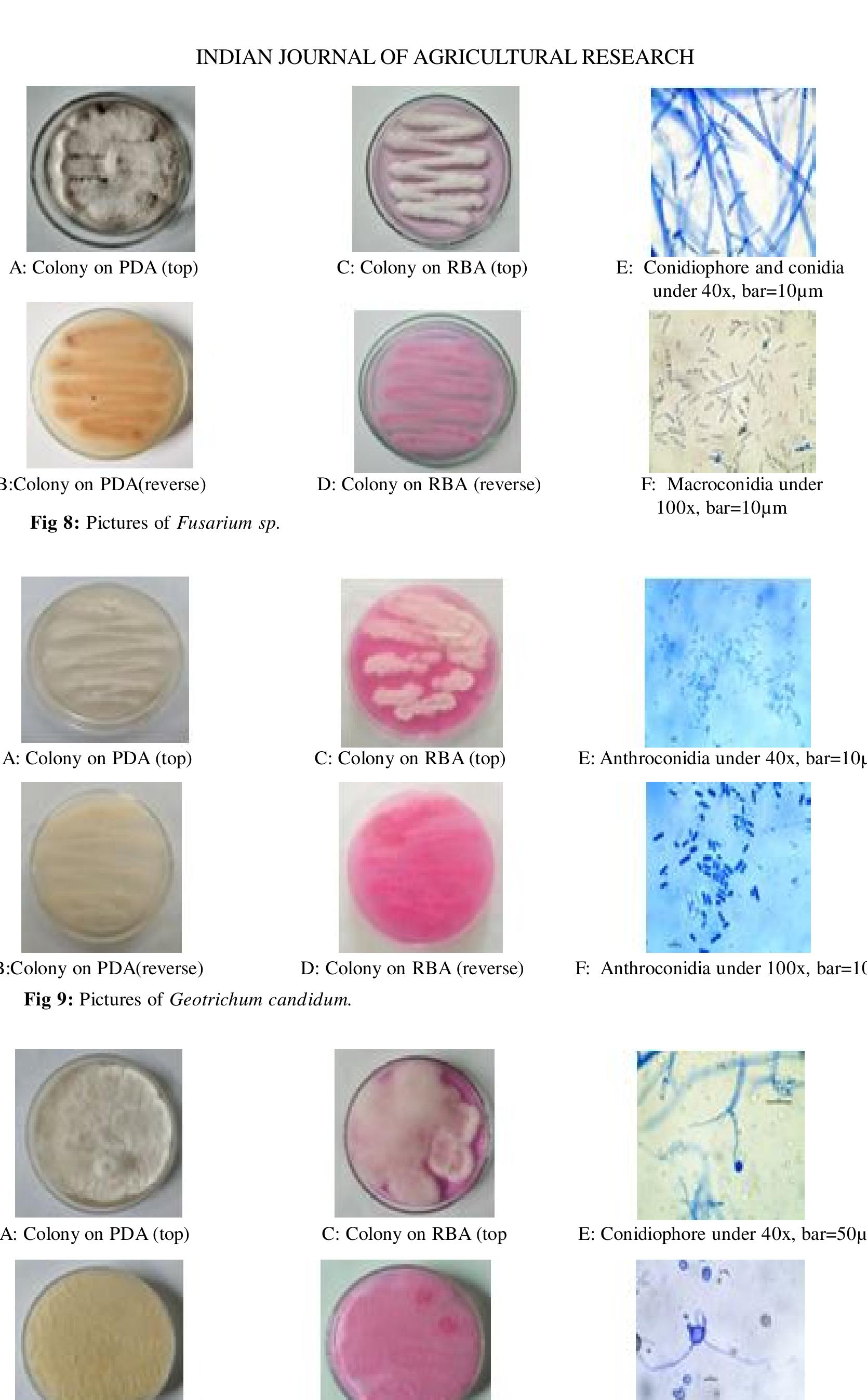 Geotrichum candidum (fig 9): colony morphology appeared