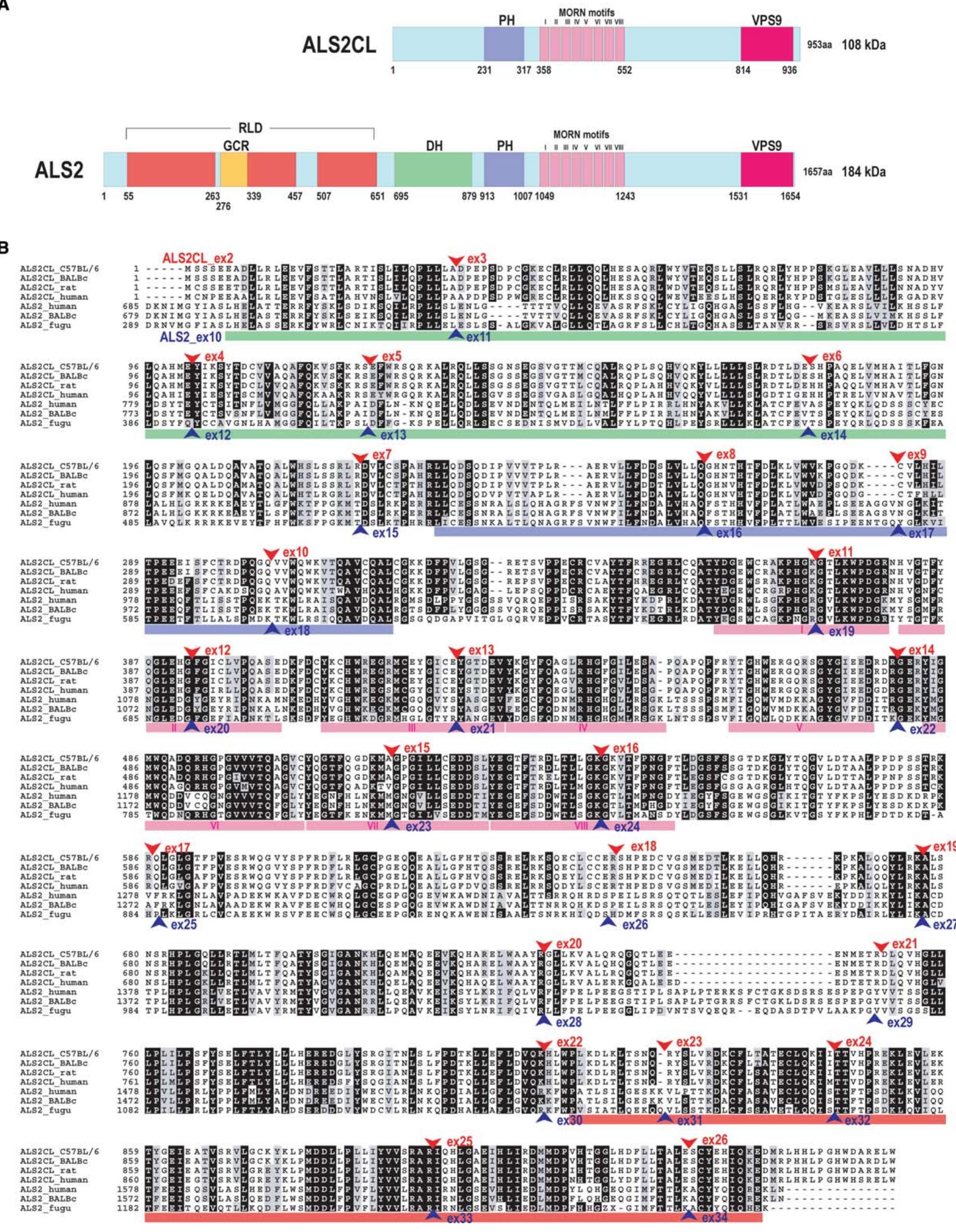 (PDF) ALS2CL, the novel protein highly homologous to the carboxy ...