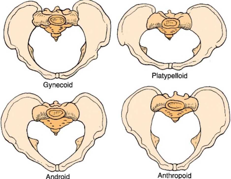 4: the different types of the female bony pelvis