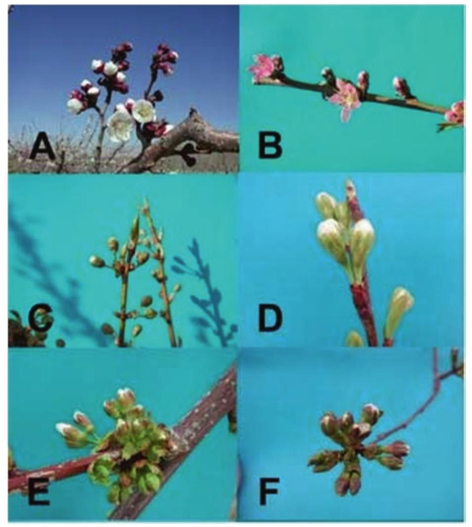 Types Of Flower Buds
