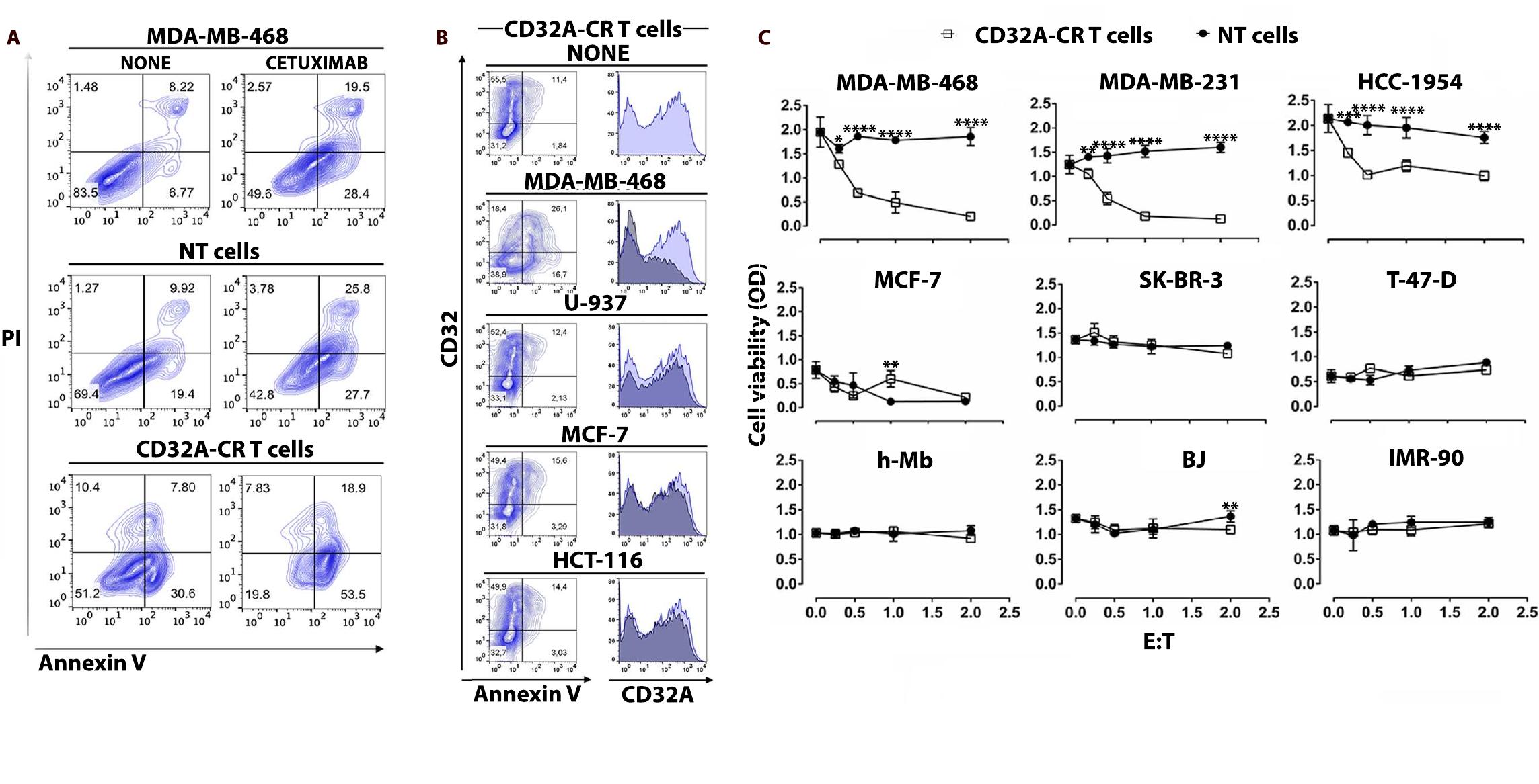 Cd32a-cr t cells exert direct anti-tumor activity against