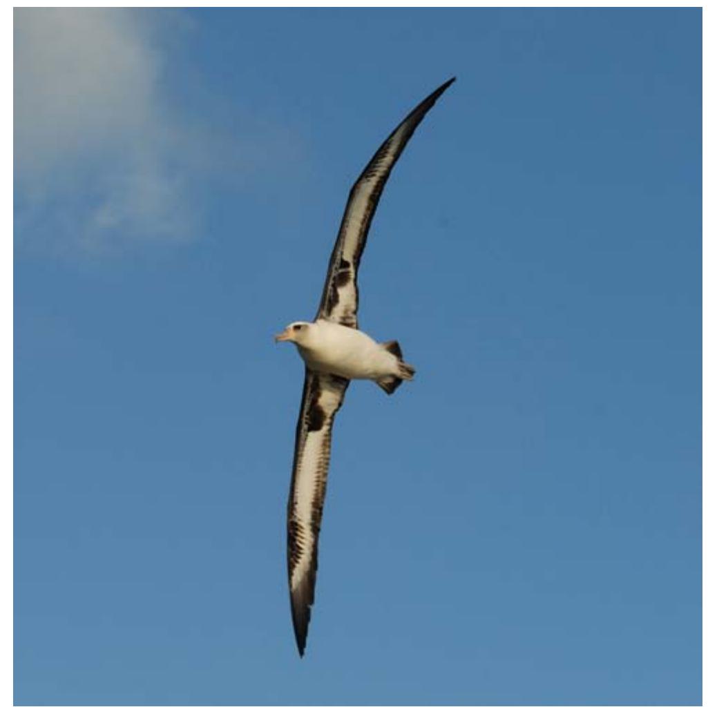 Figure 3 - from Wind, waves, and wing loading: Their