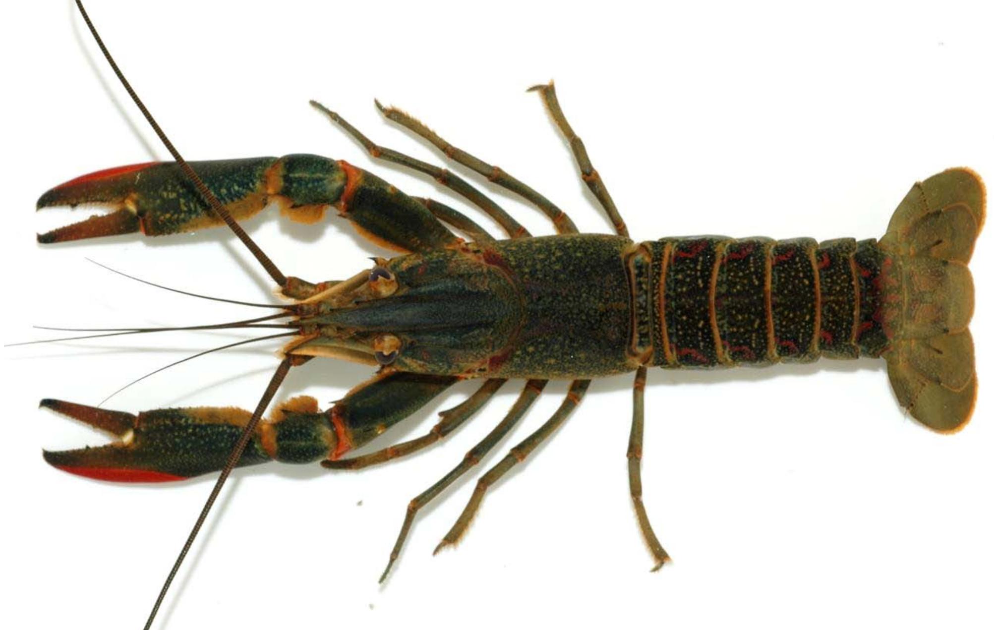 (PDF) New Observations of the Exotic Australian Red-Claw Crayfish ...