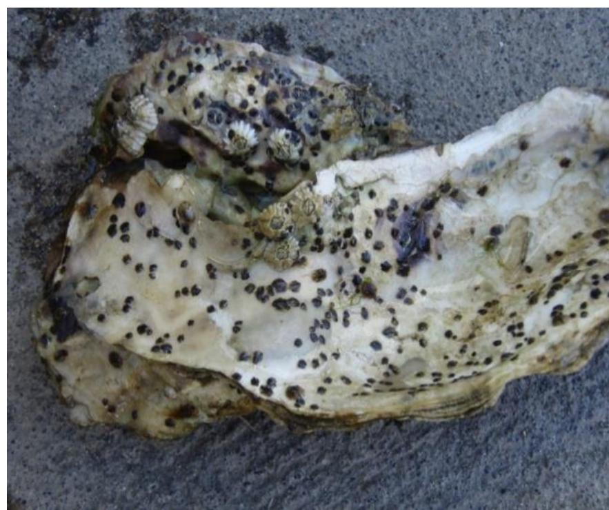 Single Spat Shell (PDF) Training in New Oyster Seed Rearing Practices
