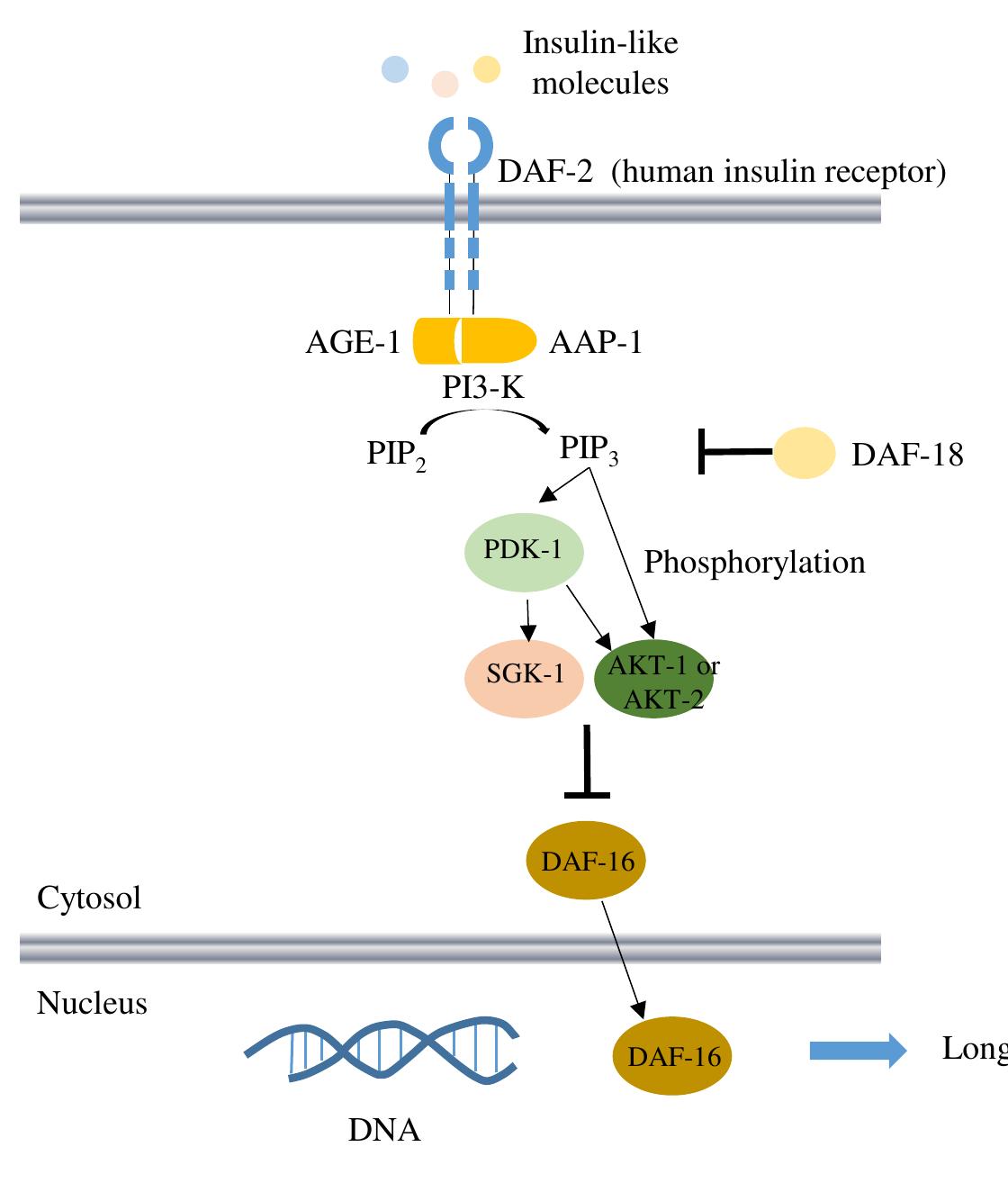 Summary of the insulin signaling pathway in c. elegans.