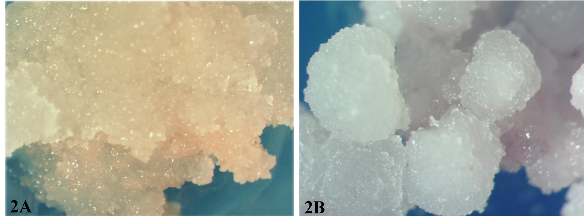 , 2. different types of callus a) friable callus; b) compact
