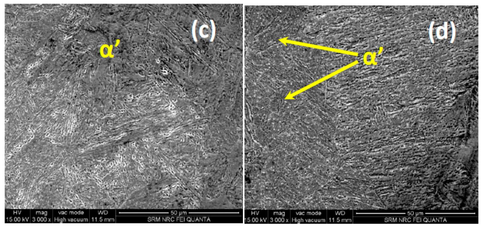 Scanning electron microscope (sem) images of (a) en 8