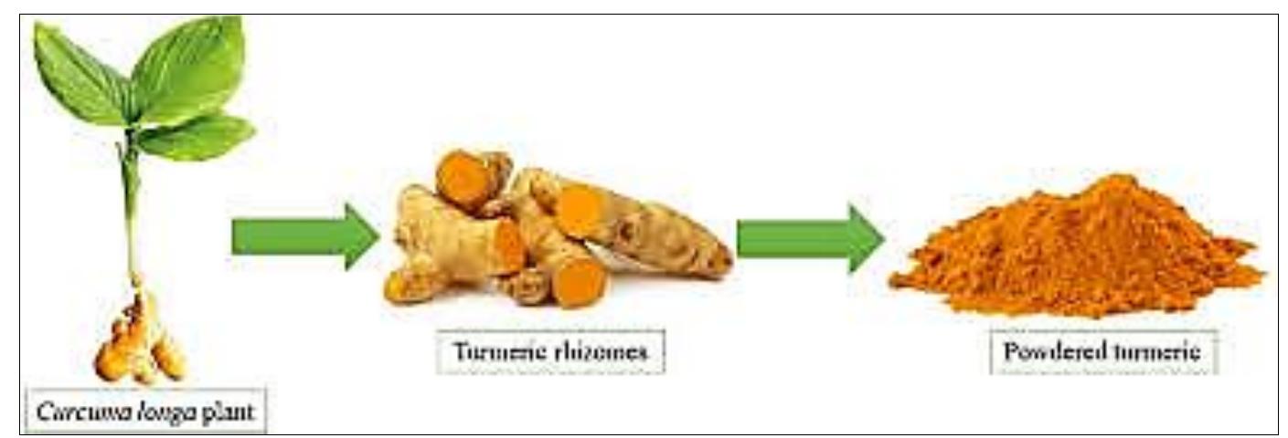 (PDF) Turmeric production, composition and its nonconventional uses: A ...