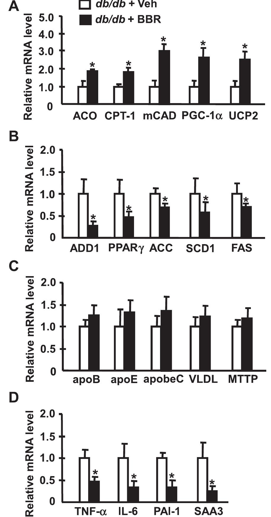 Bbr regulates the expression of mrna of lipogenic genes in