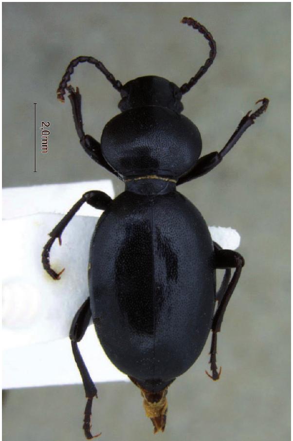 (PDF) Diversity and Community Pattern of Darkling Beetles (Coleoptera ...