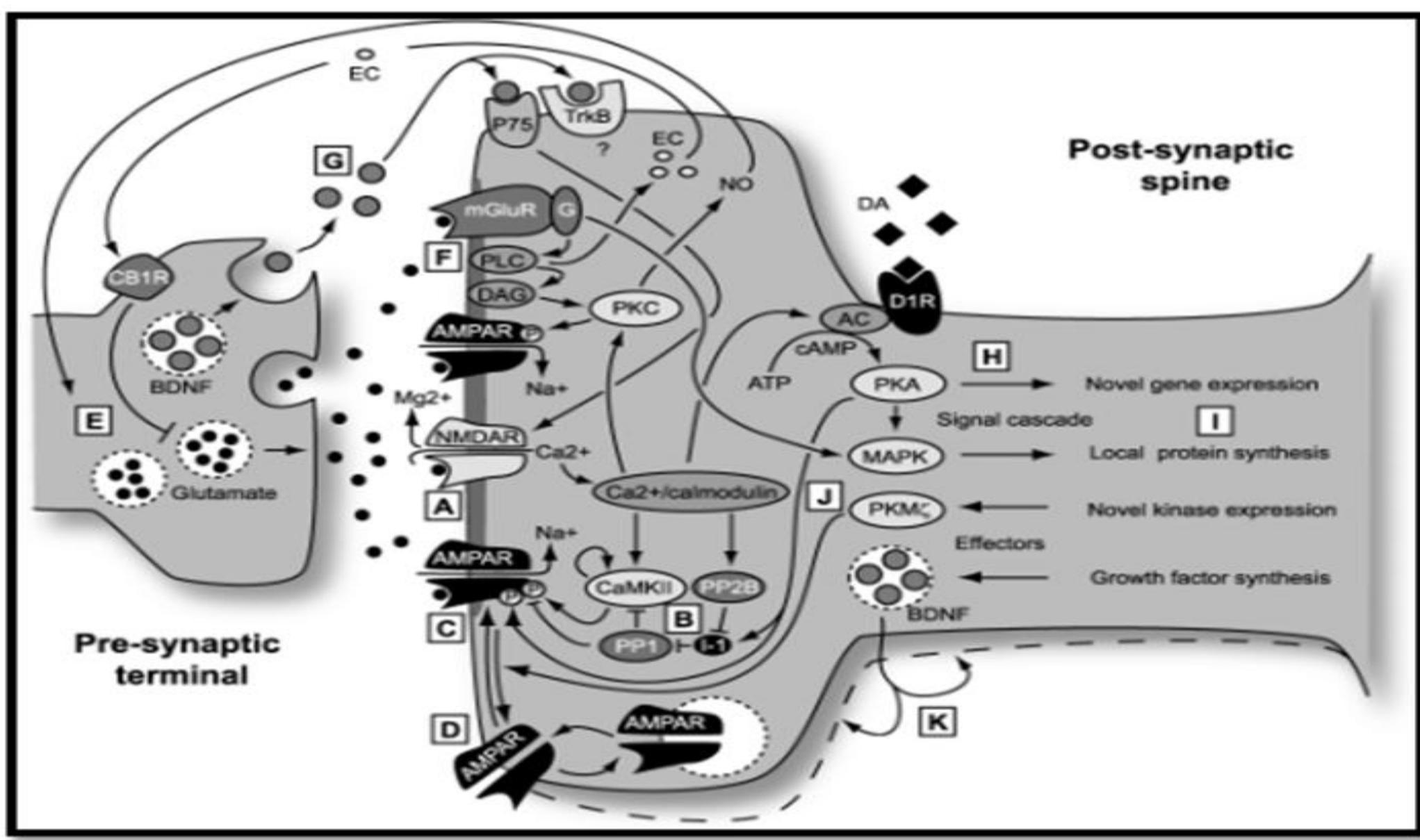 (a) a typical neuron and its parts and (b)