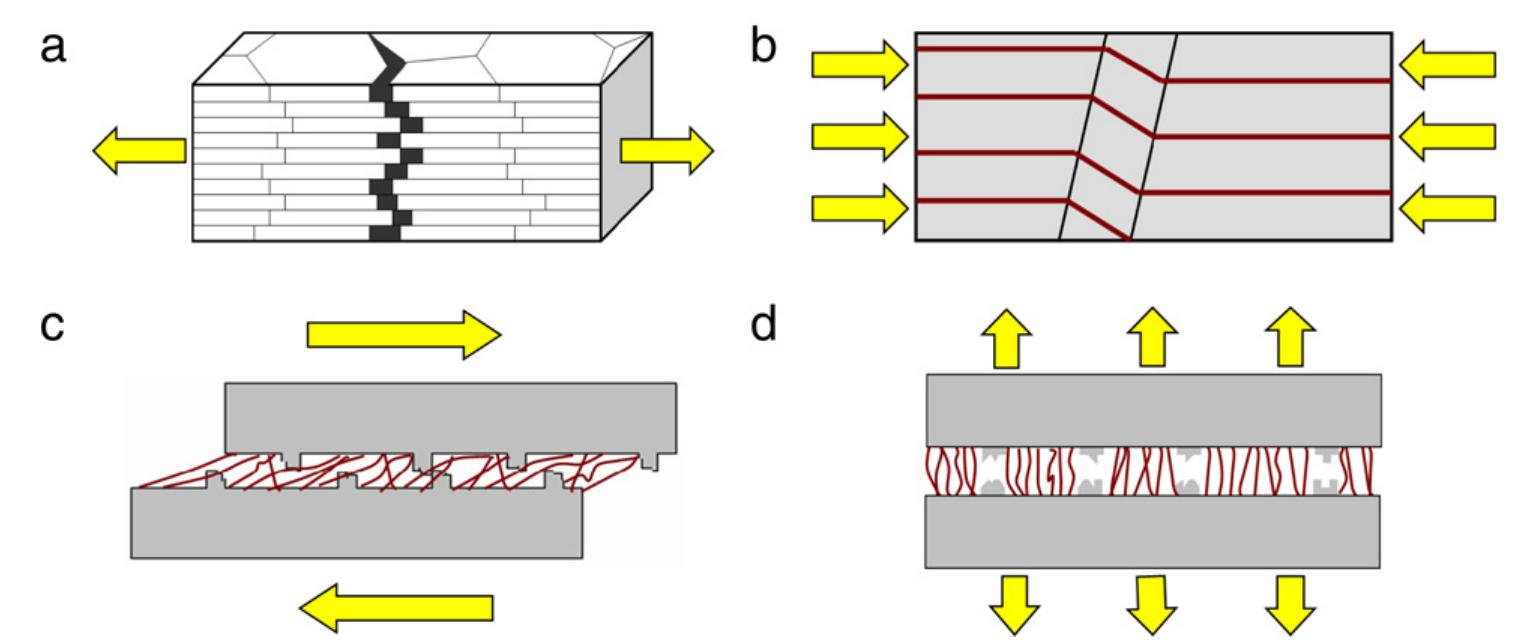 Parallel Shell Figure 149 - from Biological materials: Functional