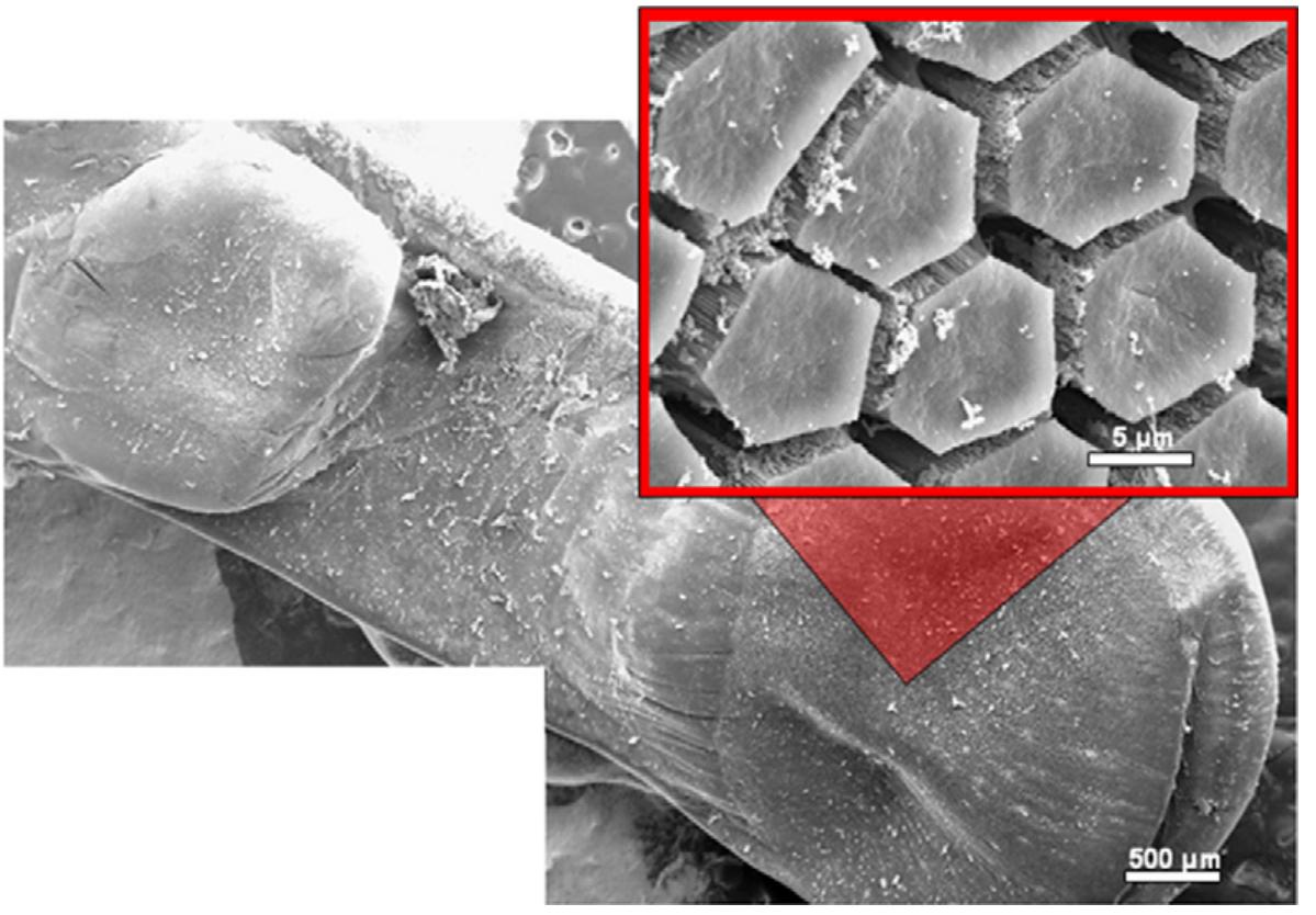 Scanning electron micrograph of the toe pad of a brazilian