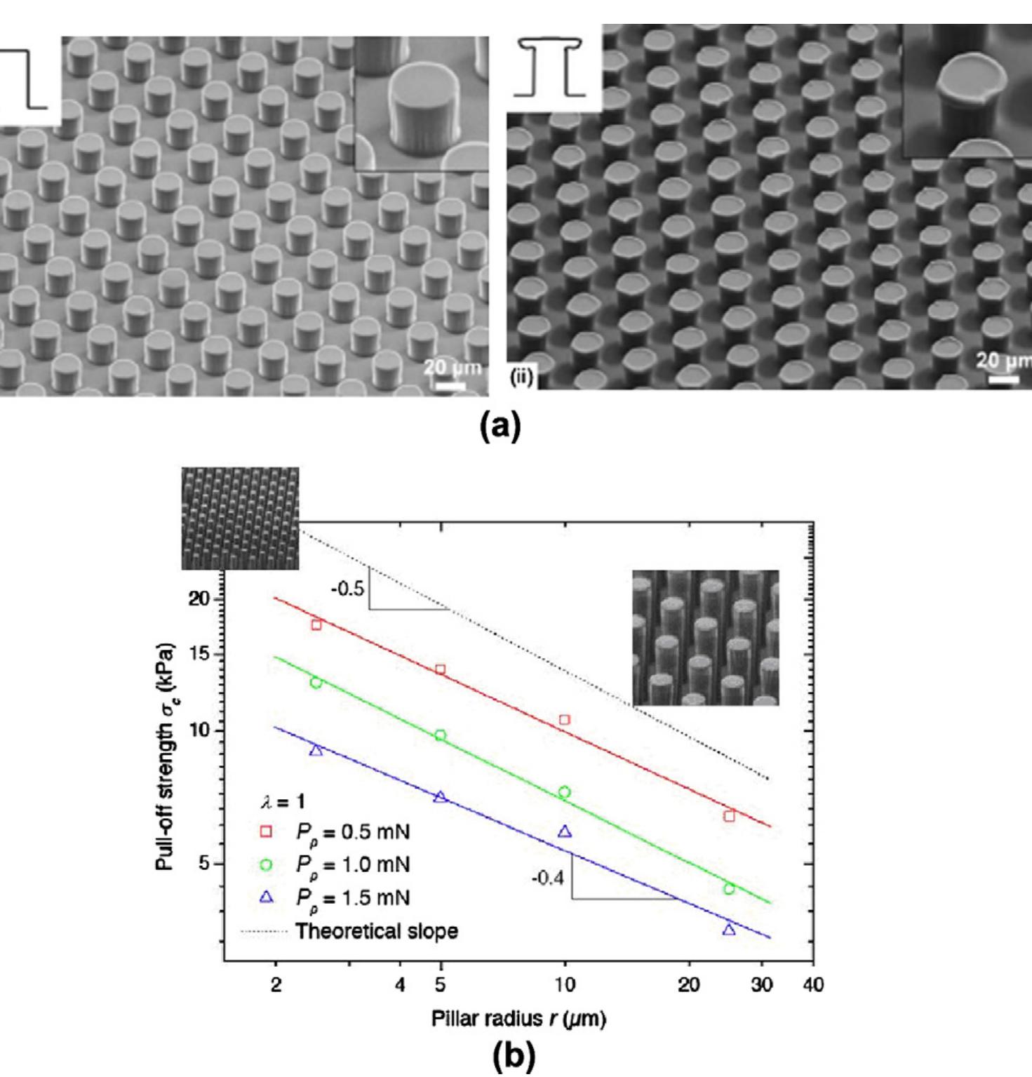 Sem micrographs showing polydimethylsiloxane (pdms)