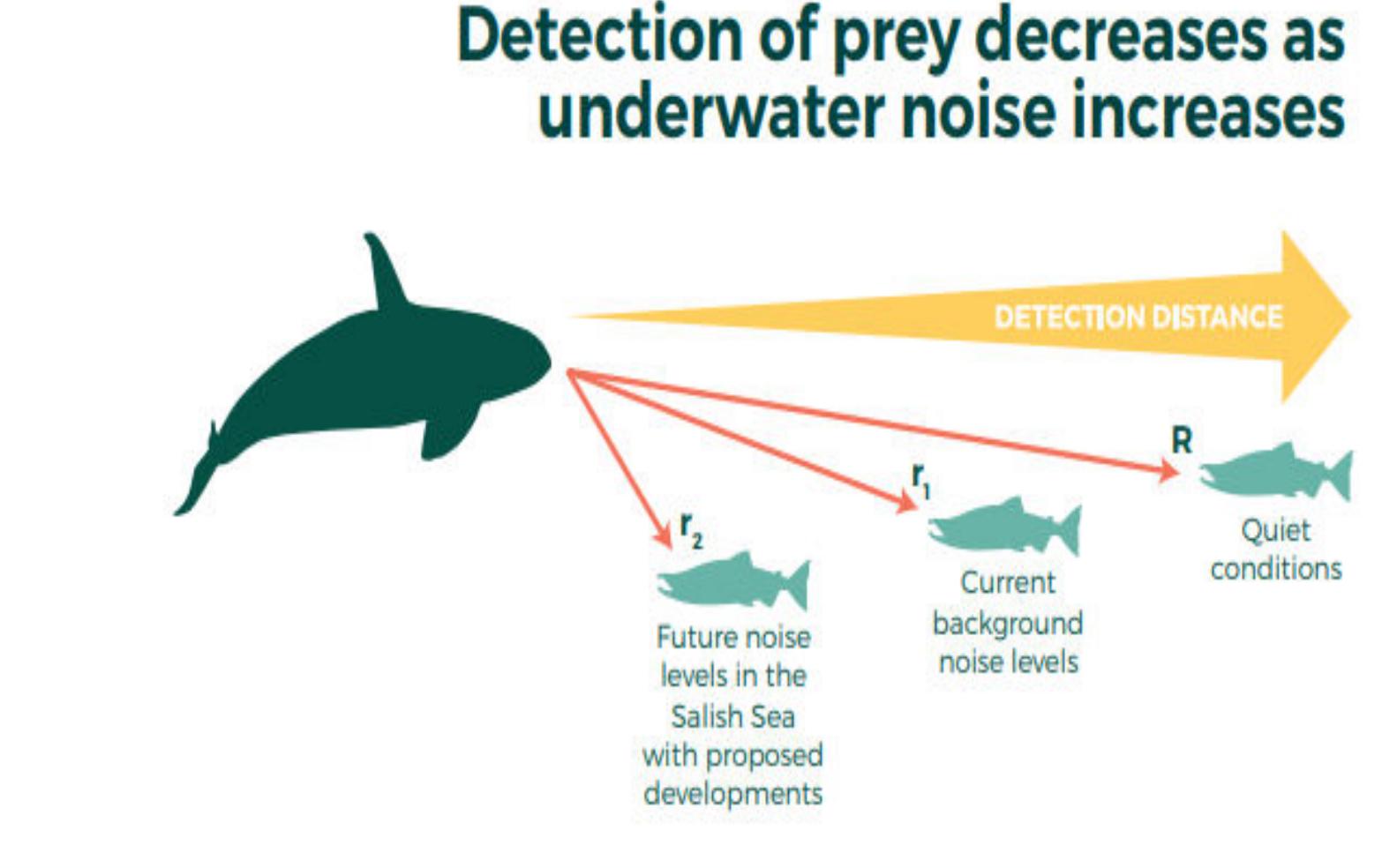 (PDF) Underwater Noise Pollution: Impacts on Cetaceans