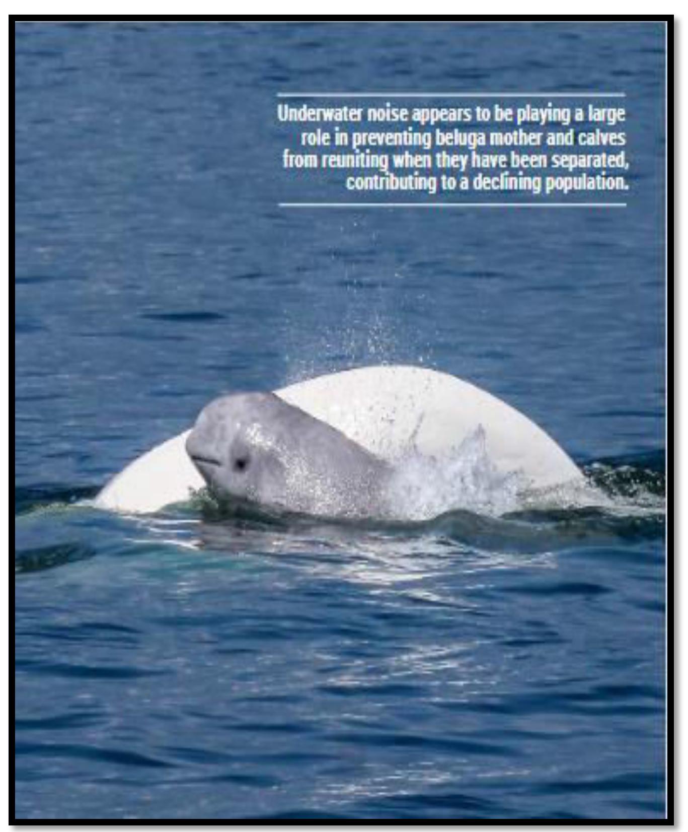(PDF) Underwater Noise Pollution: Impacts on Cetaceans