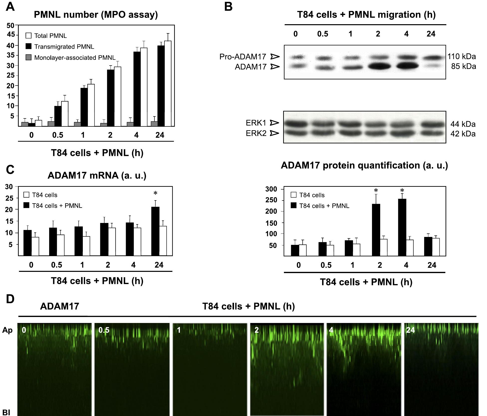 Figure 1 - Differential expression and regulation of ADAM17