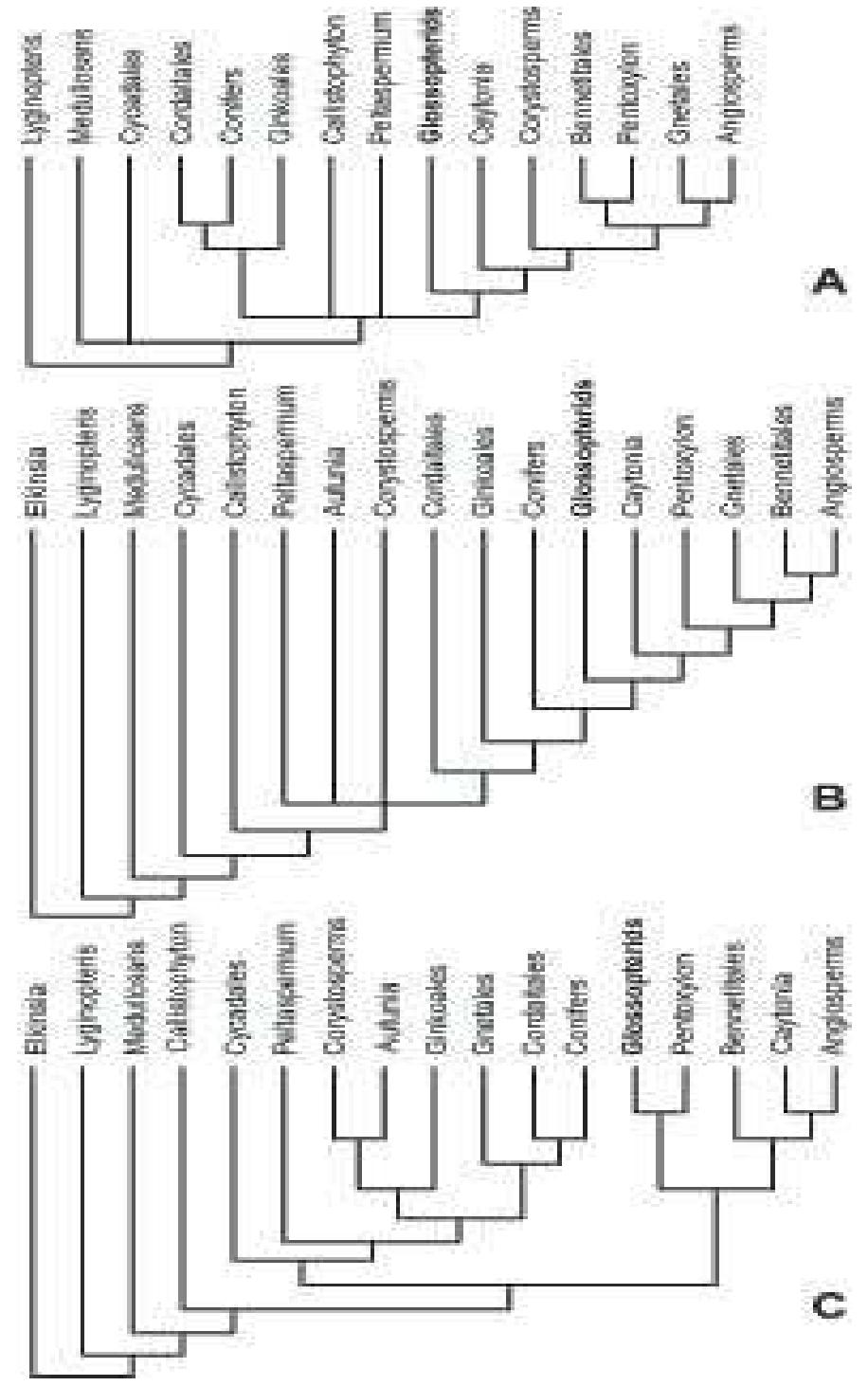 Dyle Note Components ofthe glossopterid plant. a, microspo- rangiate